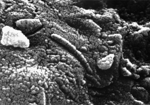The Discovery of Microbial Fossils on Mars: Uncovering Evidence of Extraterrestrial Life